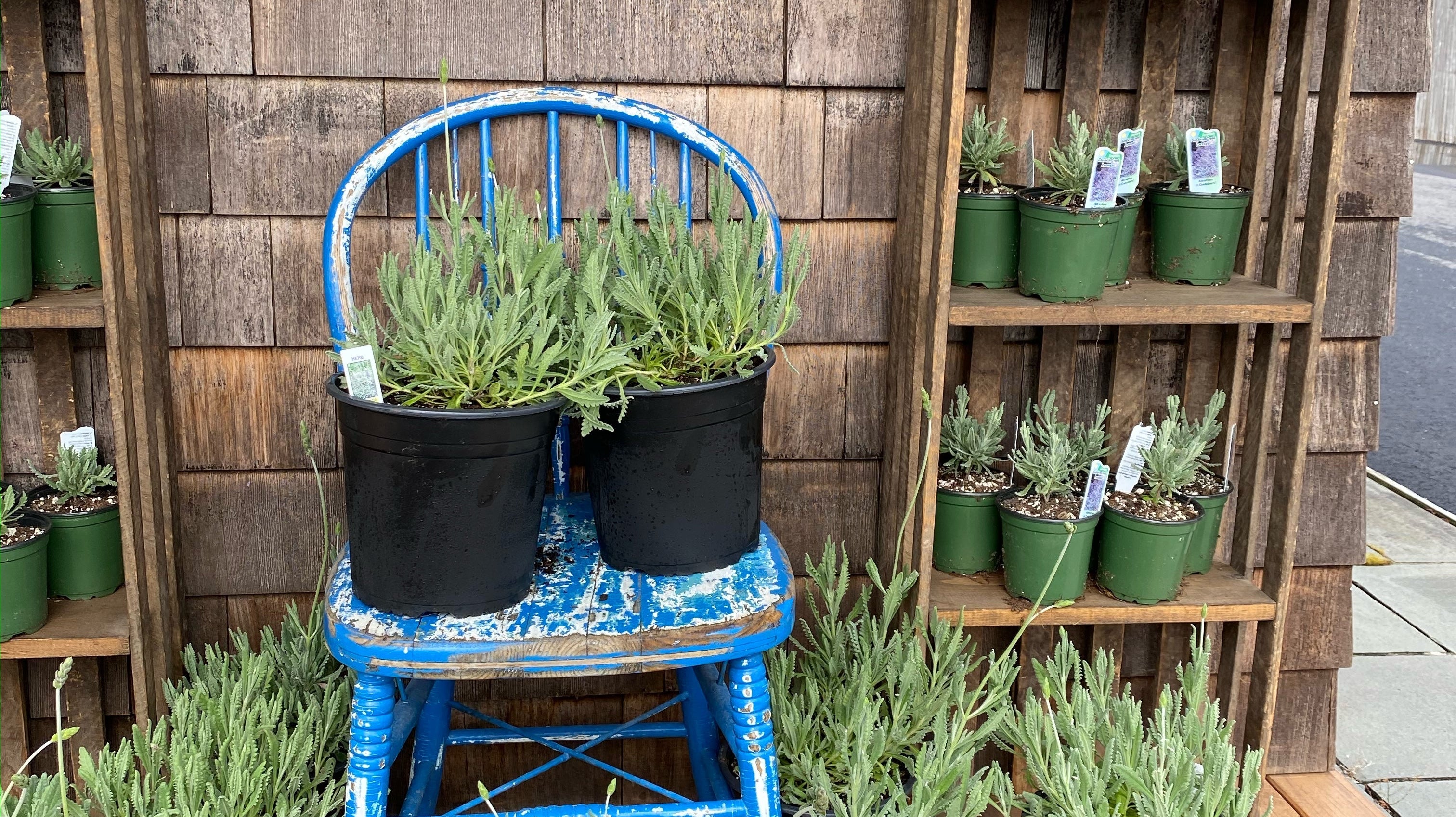 Multiple pots of lavender plants arranged on a wooden deck, with a blue wooden chair in the center holding additional pots. The plants are displayed against a rustic wooden wall