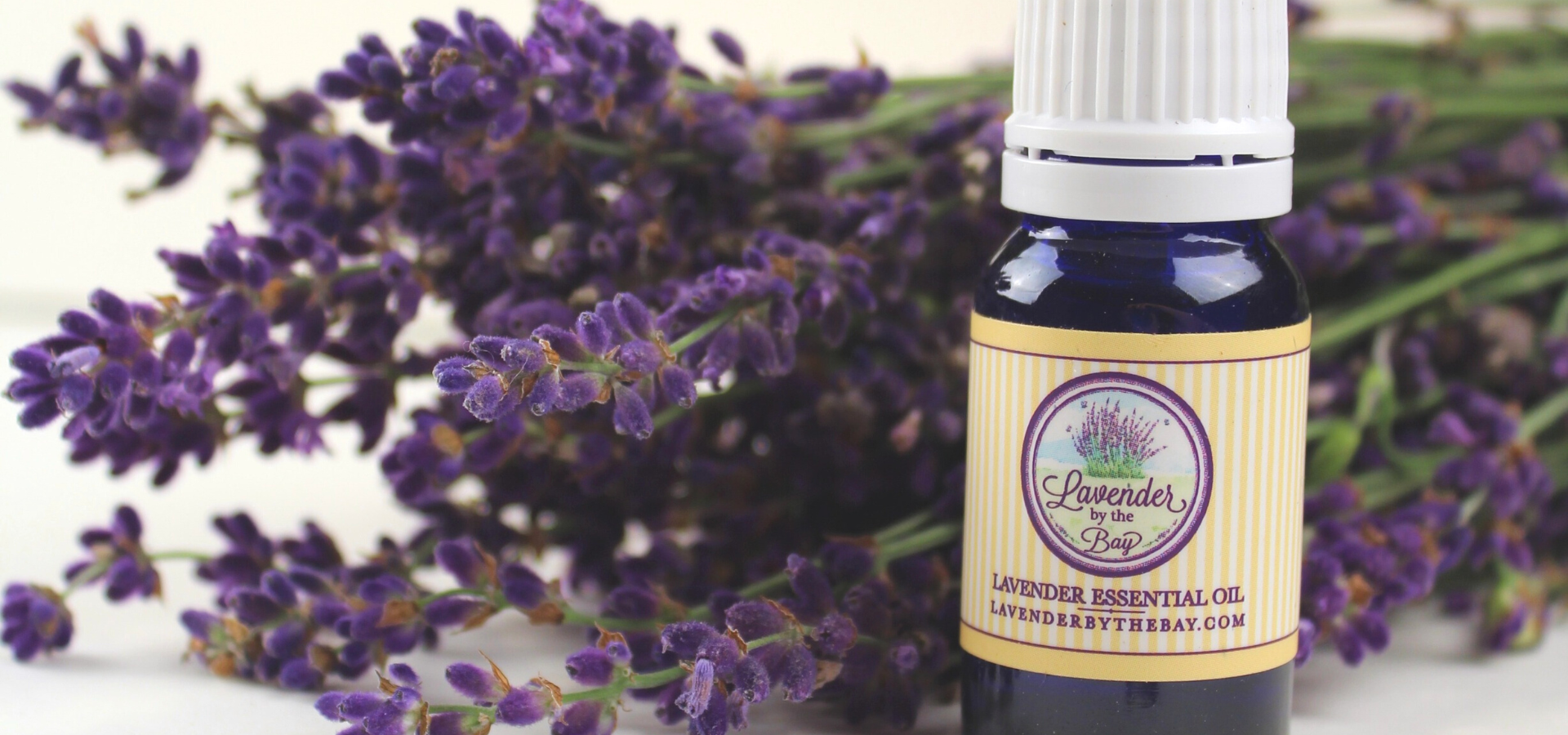 Lavender Essential Oil bottle and Lavender Bunches flowers on white background
