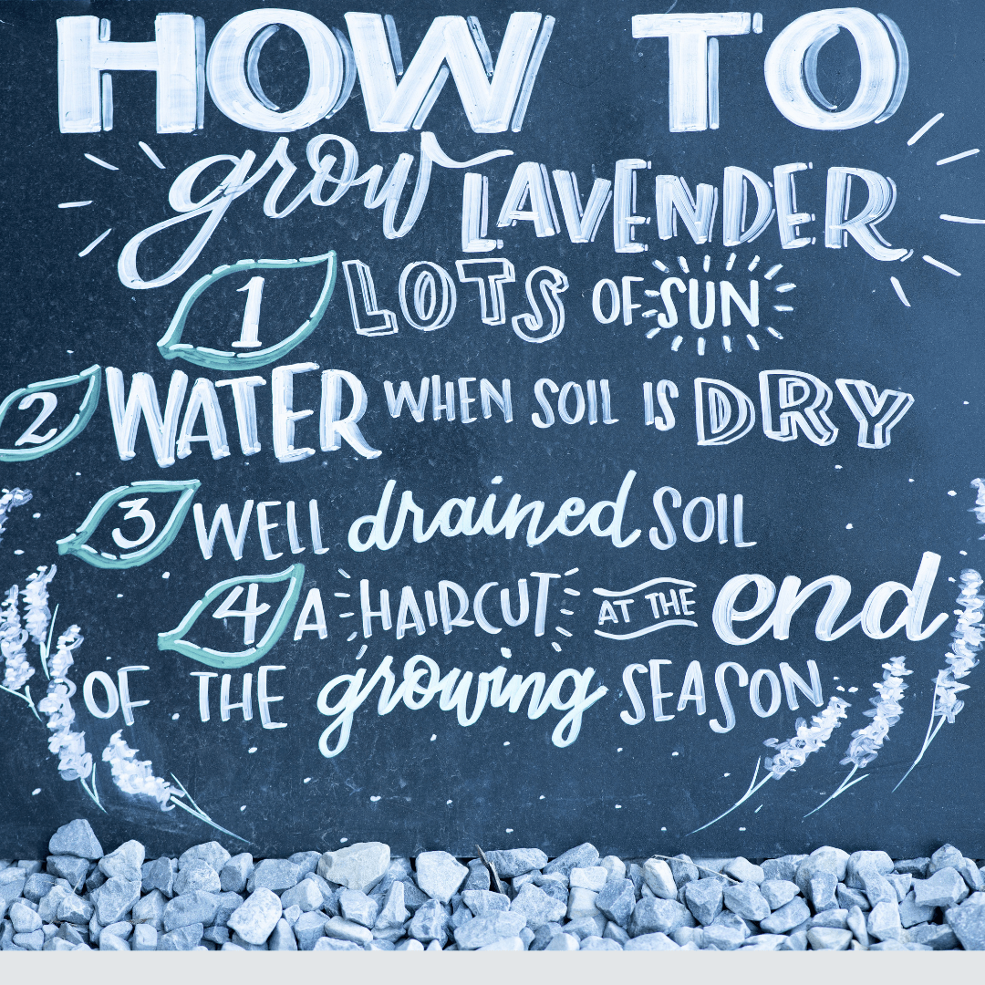 Growing Lavender - Lavender By The Bay