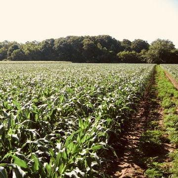 History of our North Fork Lavender Farm featured image blog post showing lavender feilds