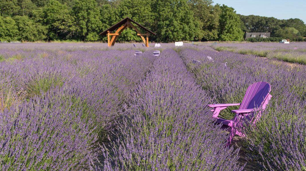 Plan Your North Fork Visit - Lavender By The Bay