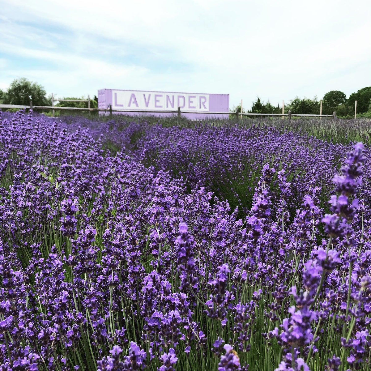 The Best Time to Visit the Farm  Lavender By The Bay