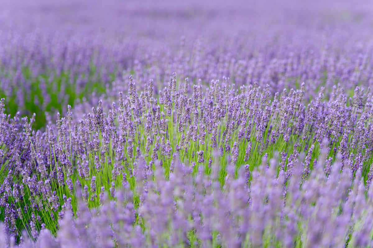 Dried French Lavender Bunches- Set of 2 - New York Lavender by the Bay