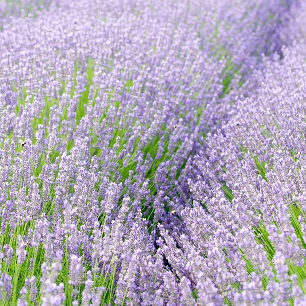 Culinary - Lavender By The Bay