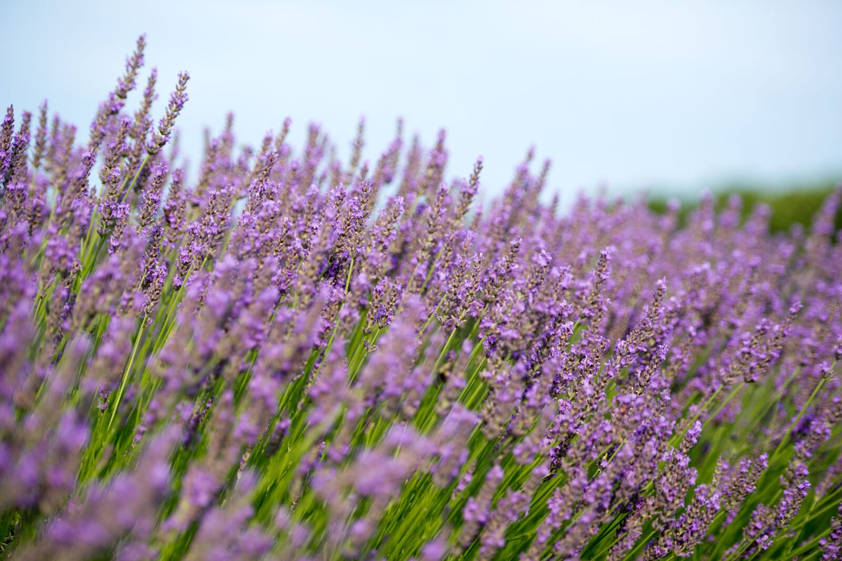 Dried Mixed Lavender Bunches  Fragrant French + Vibrant English Lavender –  Lavender By The Bay