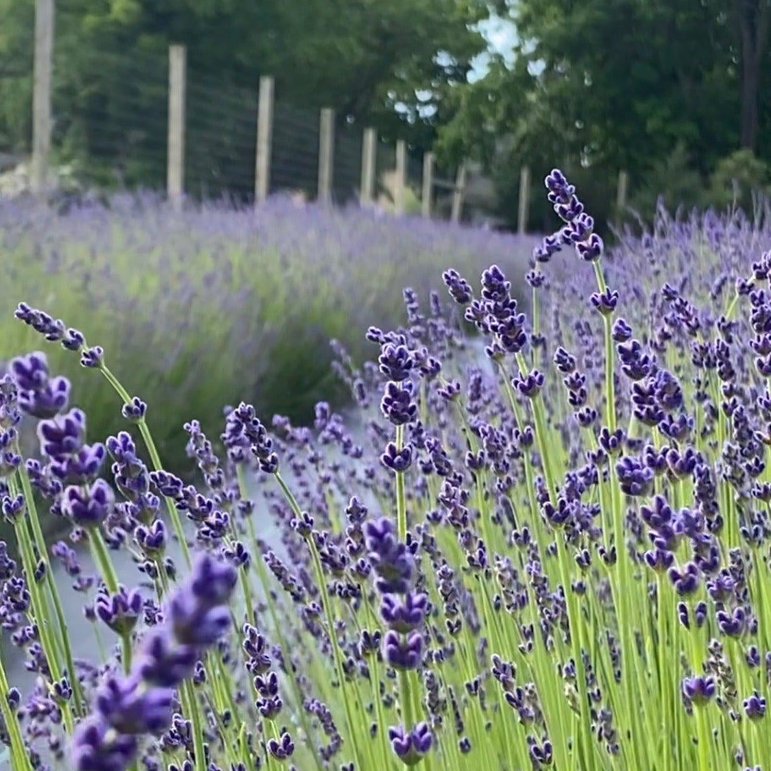 EAST MARION LAVENDER BLOOM TICKETS - 2022 - Lavender By The Bay