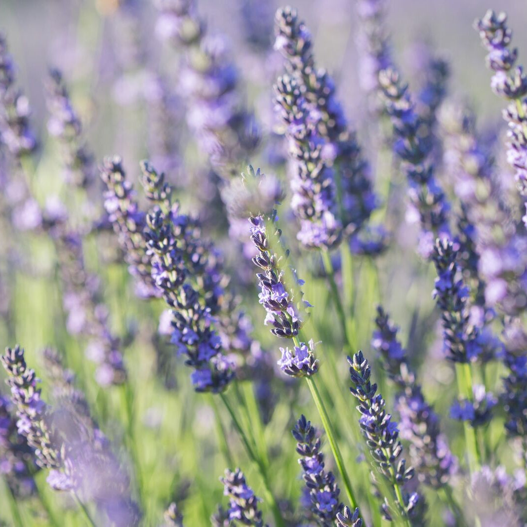 Gift Bundles - Lavender By The Bay