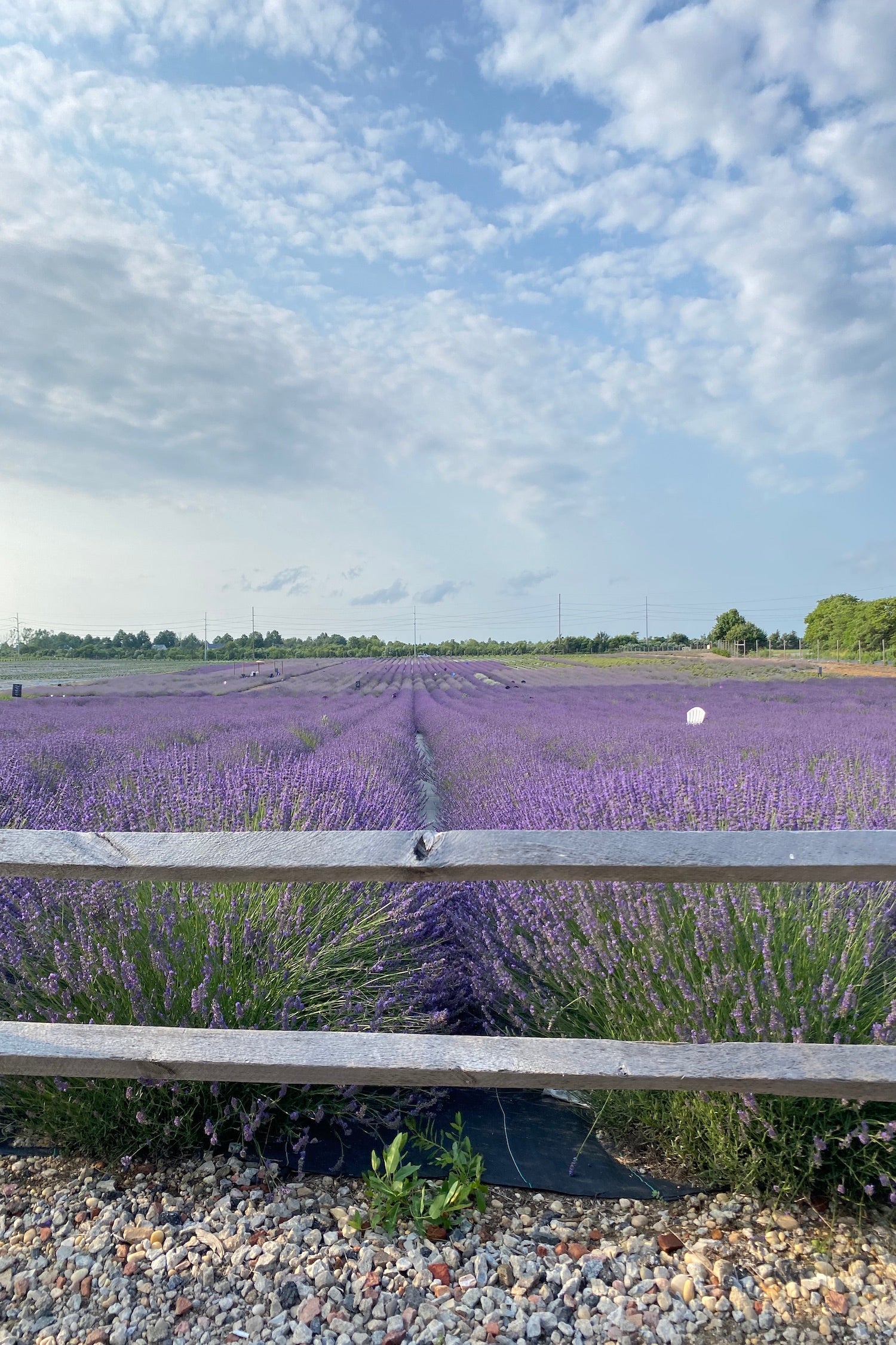 lavender farm calverton the image shown a vast field of purple lavender flowers stretching to the horizon under a beautiful sky