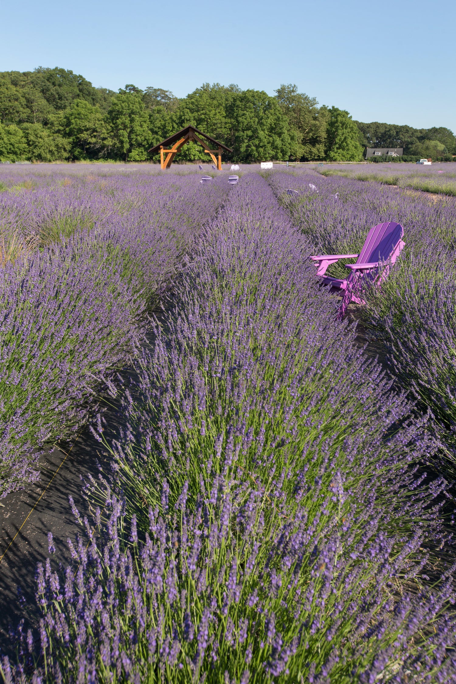 lavender farm east marion