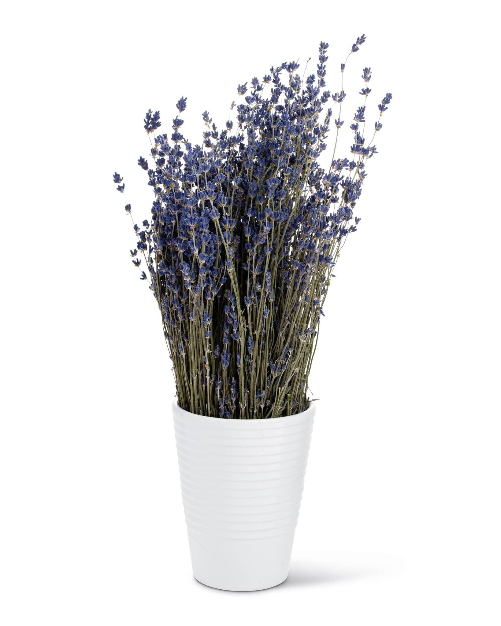 Dried English lavender in a white vase on white background