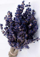 English dried lavender bouquet zoom in on the flowers on white background