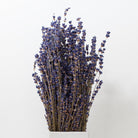 lavandula angustifolia flowers on white background