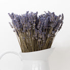 Clsoeup on the dried lavender bundles in vase on white background