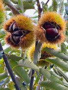 Two Colossal Chestnuts on a tree