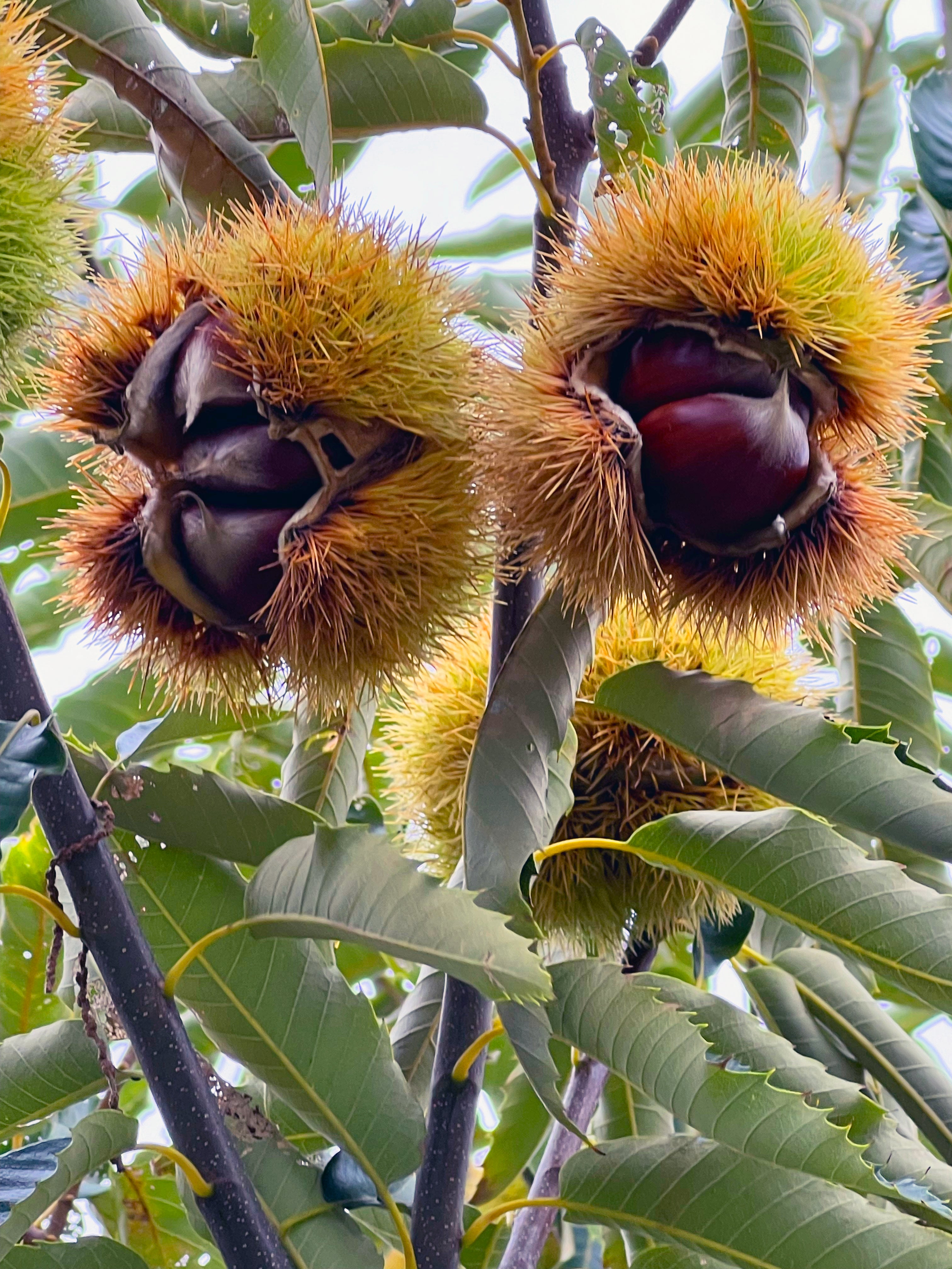 Two Colossal Chestnuts on a tree
