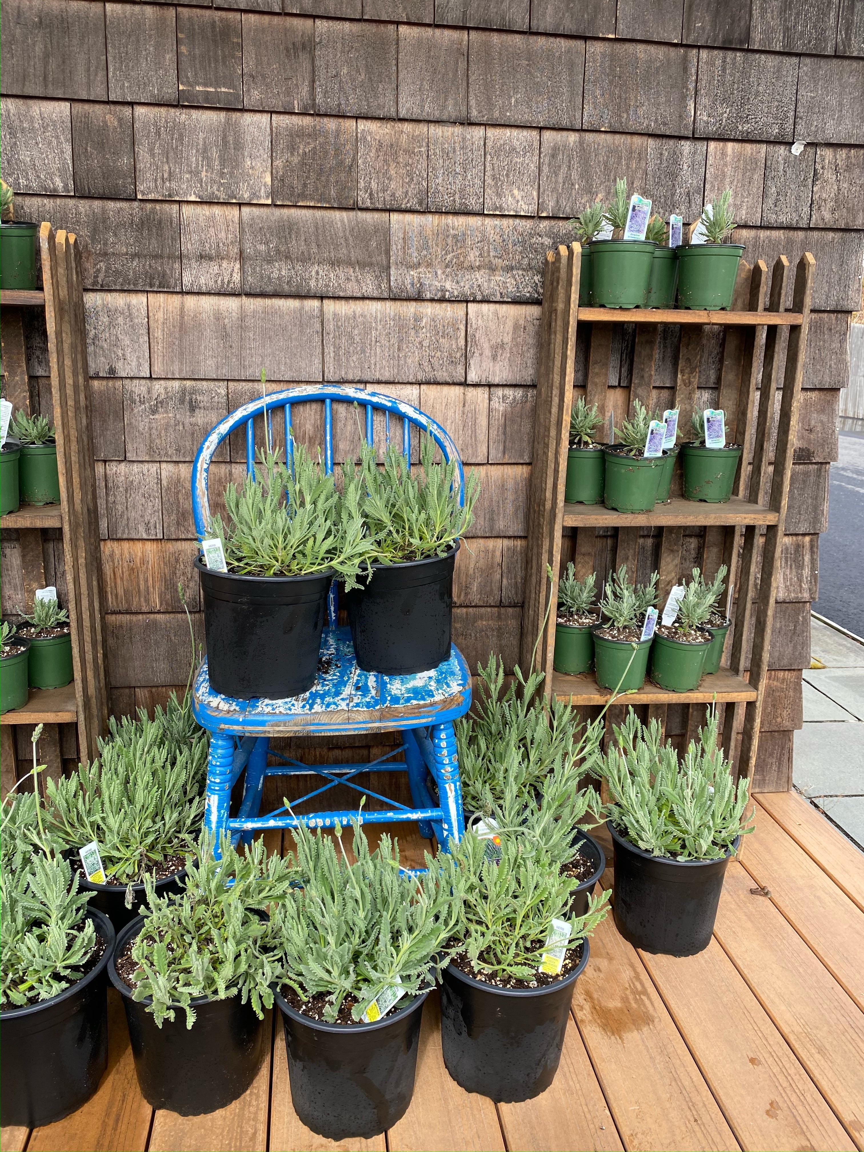 Multiple pots of lavender plants arranged on a wooden deck, with a blue wooden chair in the center holding additional pots. The plants are displayed against a rustic wooden wall