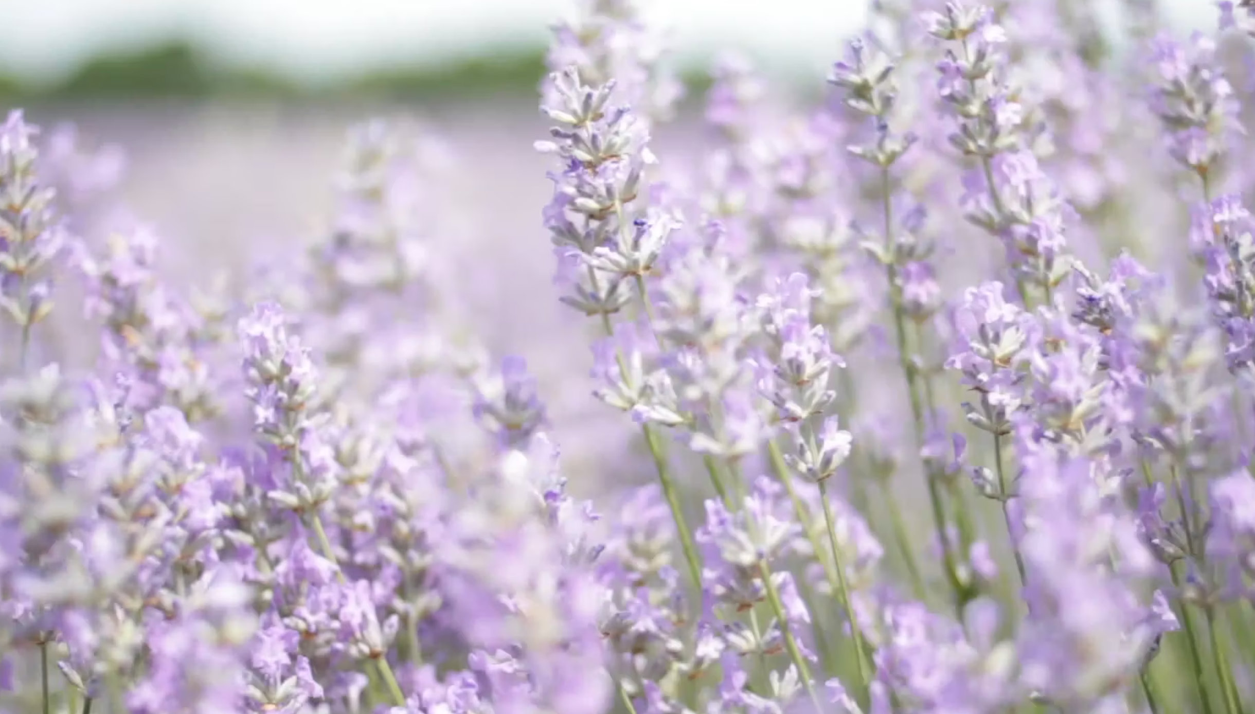 The Powerful Smell Of Lavender!