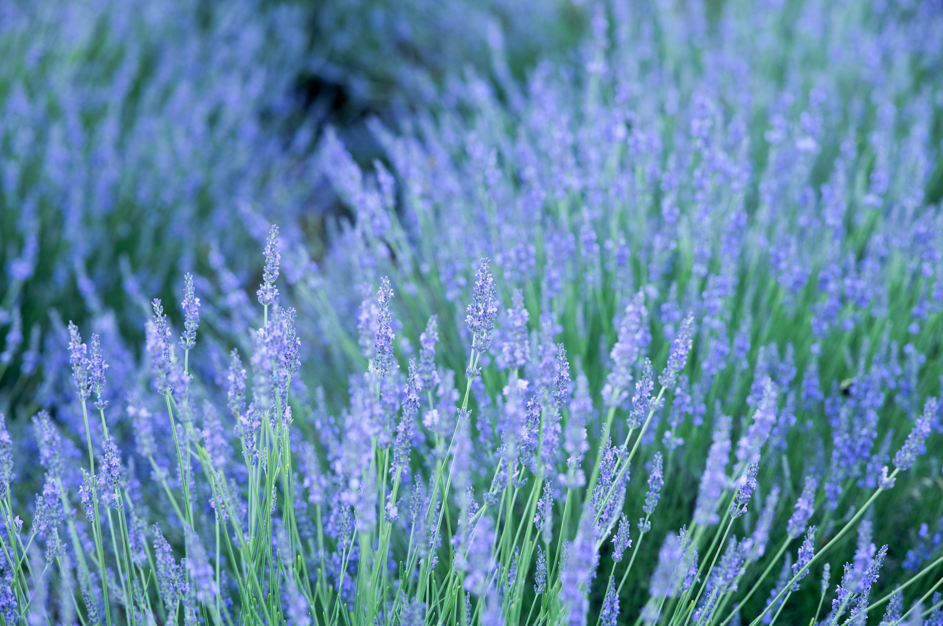 the featuring image of What is lavender? blog post showing purple lavender plants in a feild