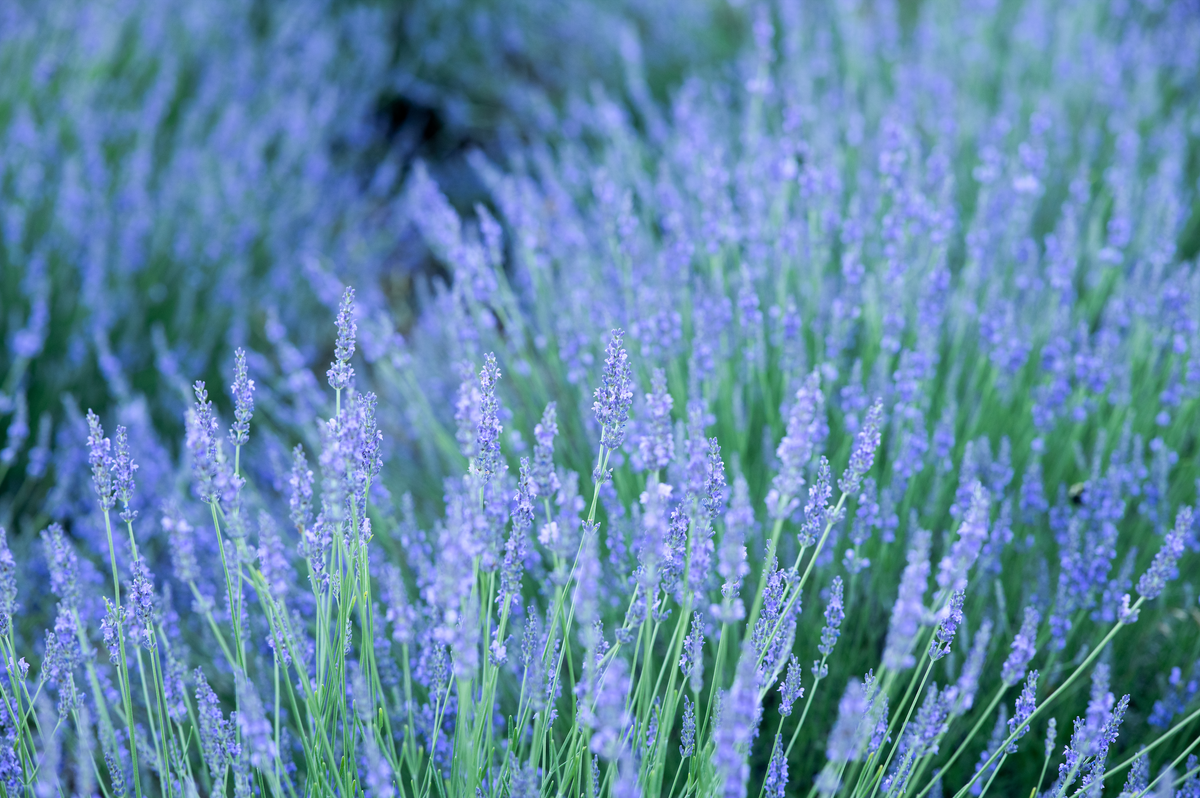 What Is Lavender? History, Uses & Science – Lavender By The Bay