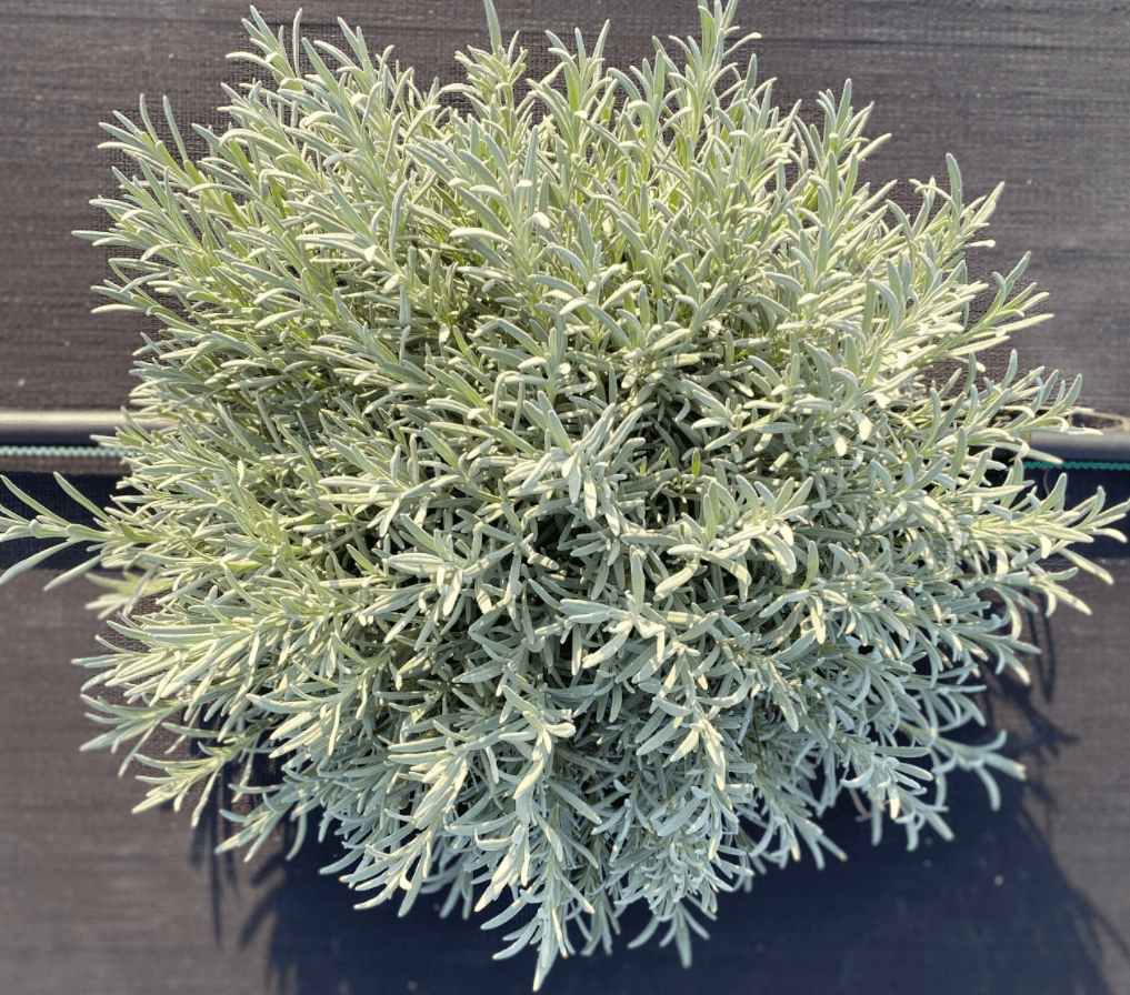 How to Give Your Lavender A Haircut - Lavender By The Bay