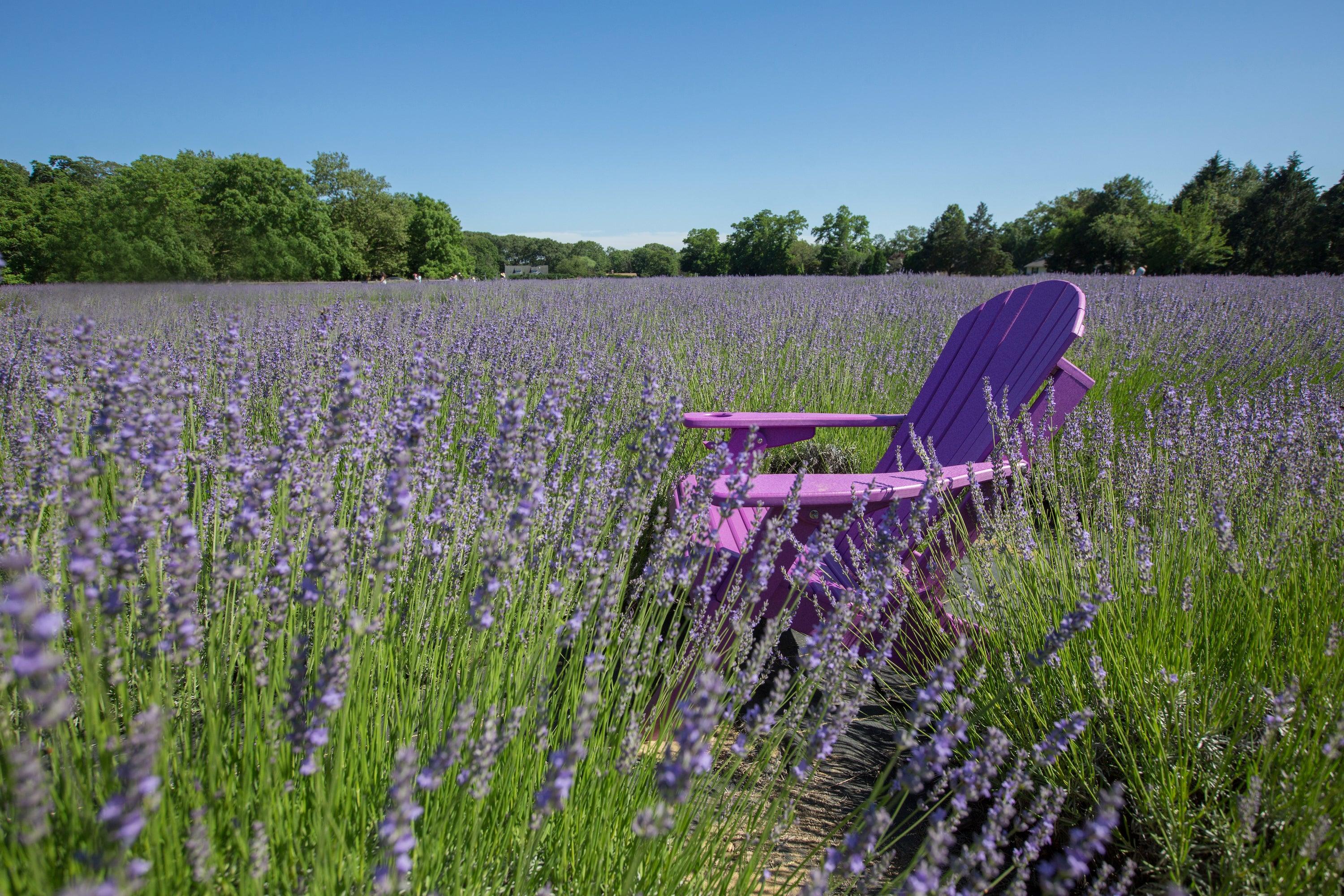 The Science of Lavender