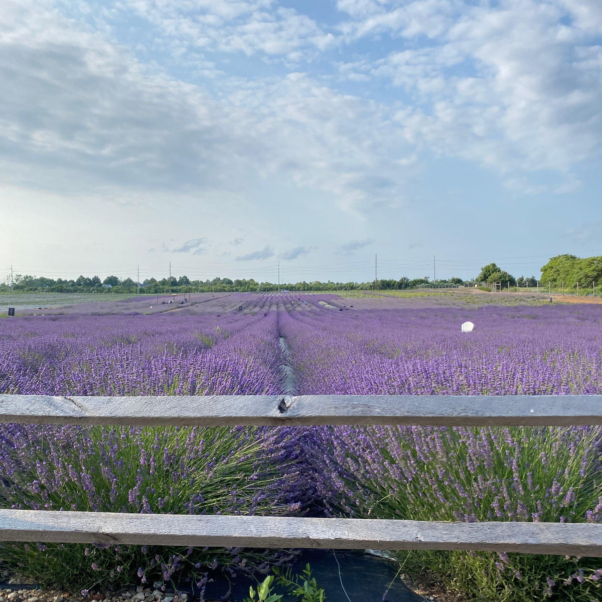 https://lavenderbythebay.com/cdn/shop/articles/plan-your-calverton-visit-lavender-by-the-bay.jpg?crop=center&height=1200&v=1665241915&width=1200