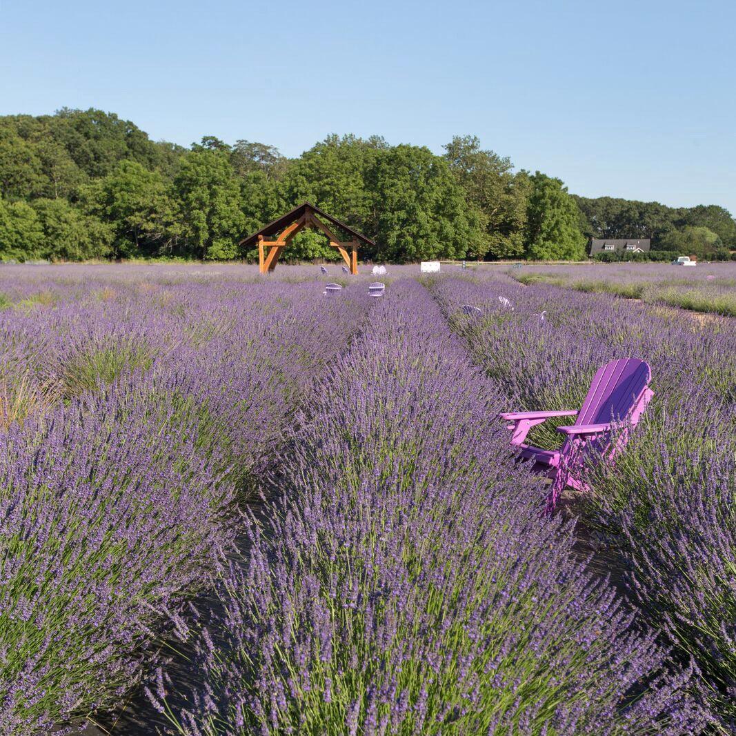 Plan Your North Fork Visit - Lavender By The Bay