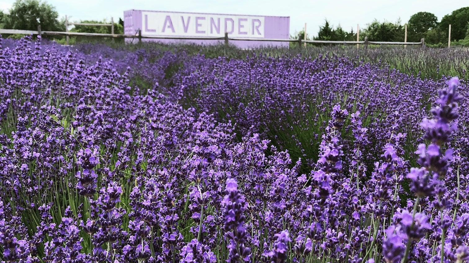 The Best Time to Visit the Farm - Lavender By The Bay