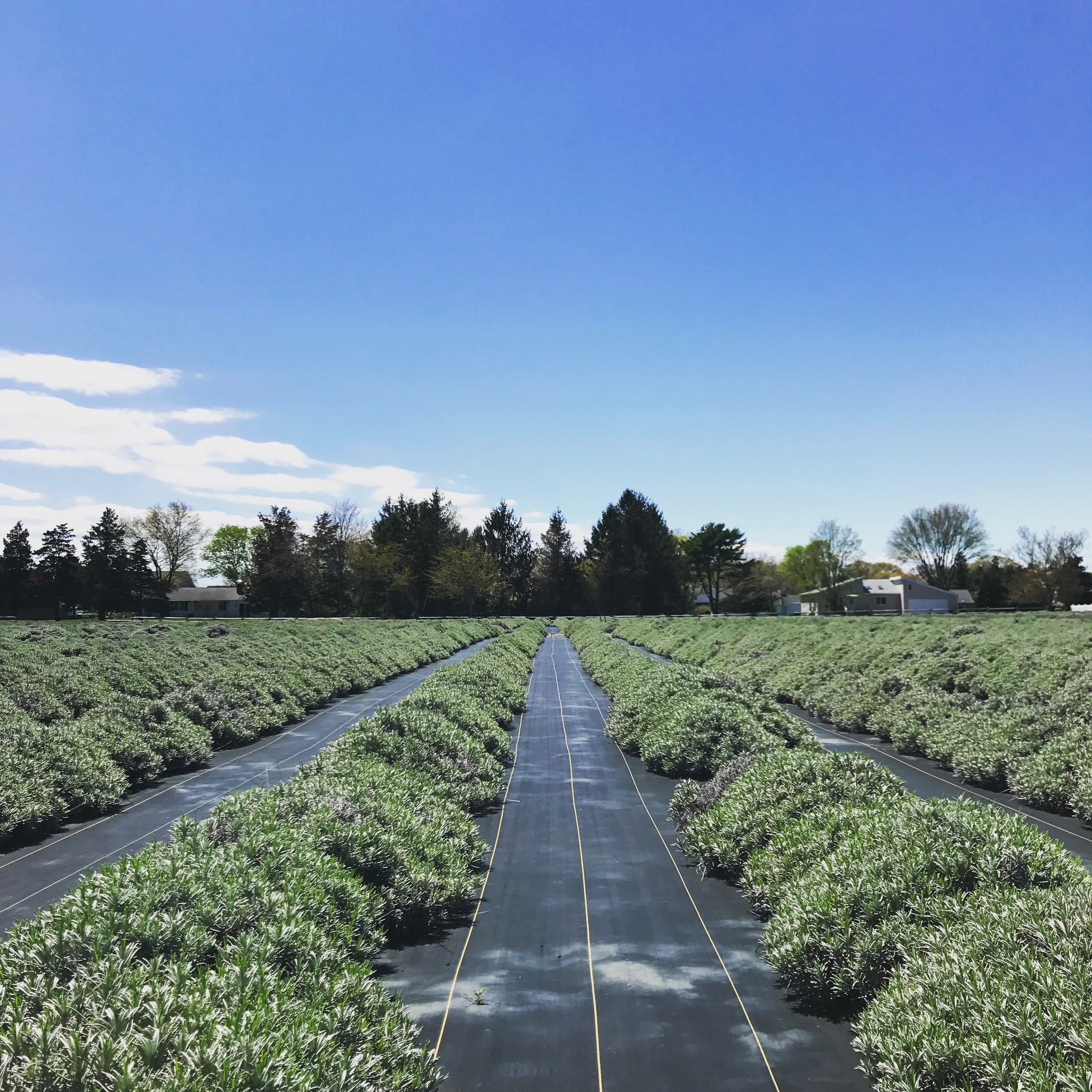 The Farm is Open! - Lavender By The Bay