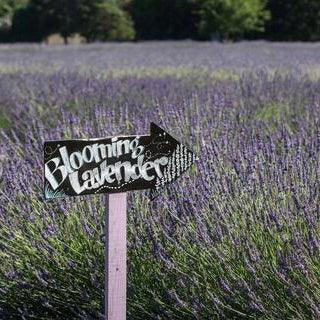 The Powerful Smell of Lavender! - Lavender By The Bay