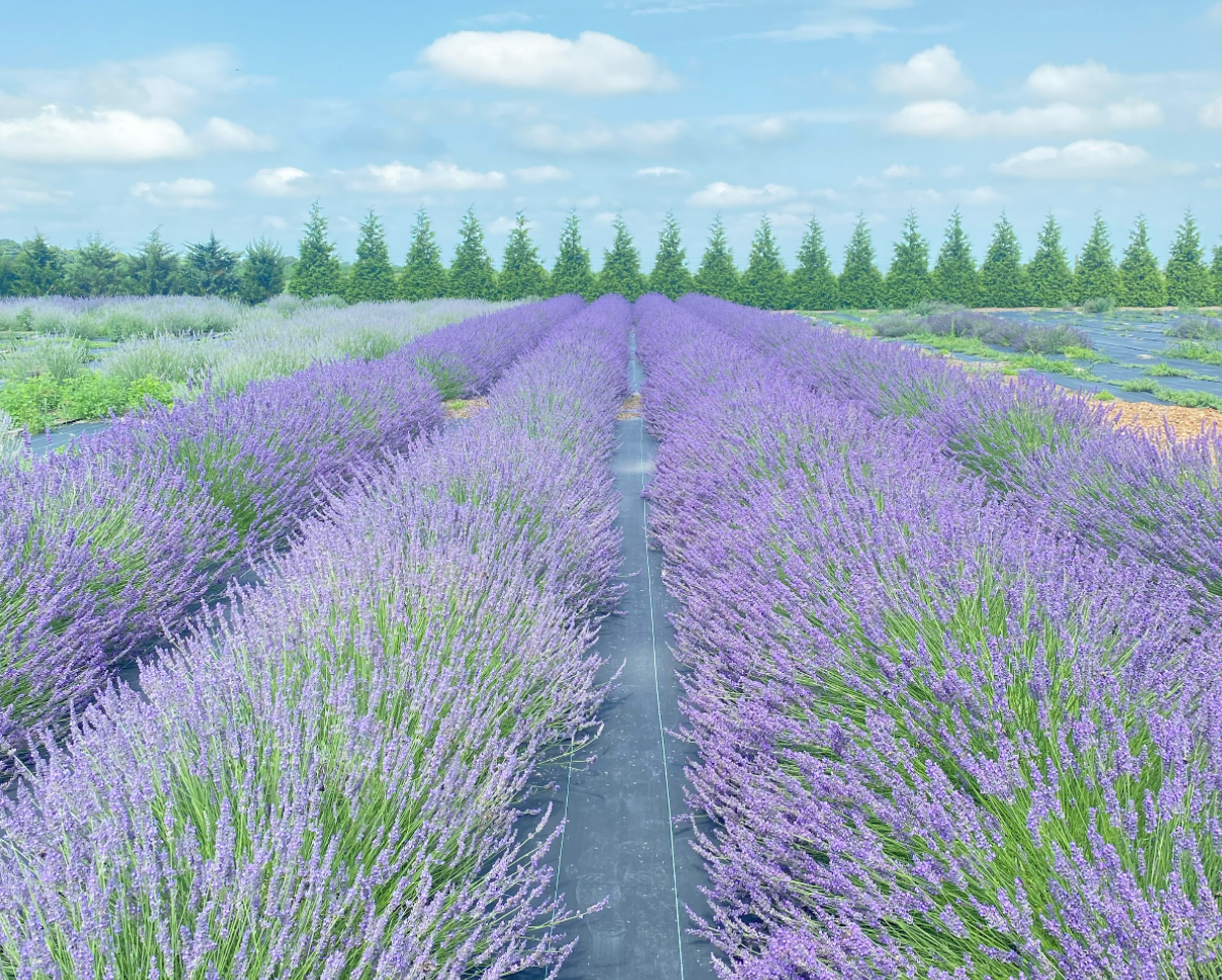2026 Lavender Field Tickets