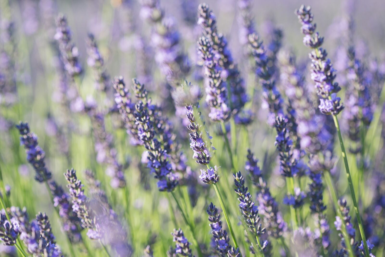 House & Home - Lavender By The Bay