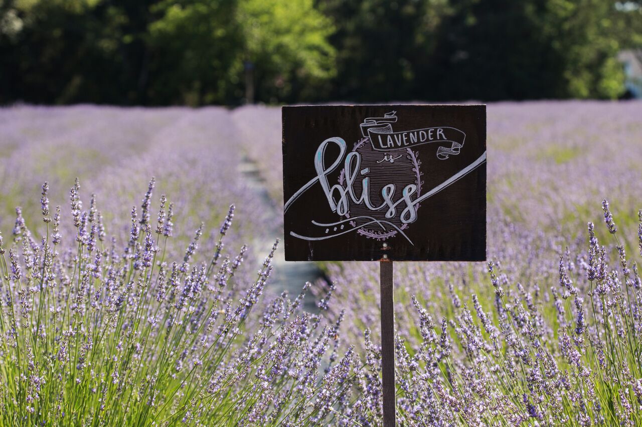 Mother's Day Gifts - Lavender By The Bay