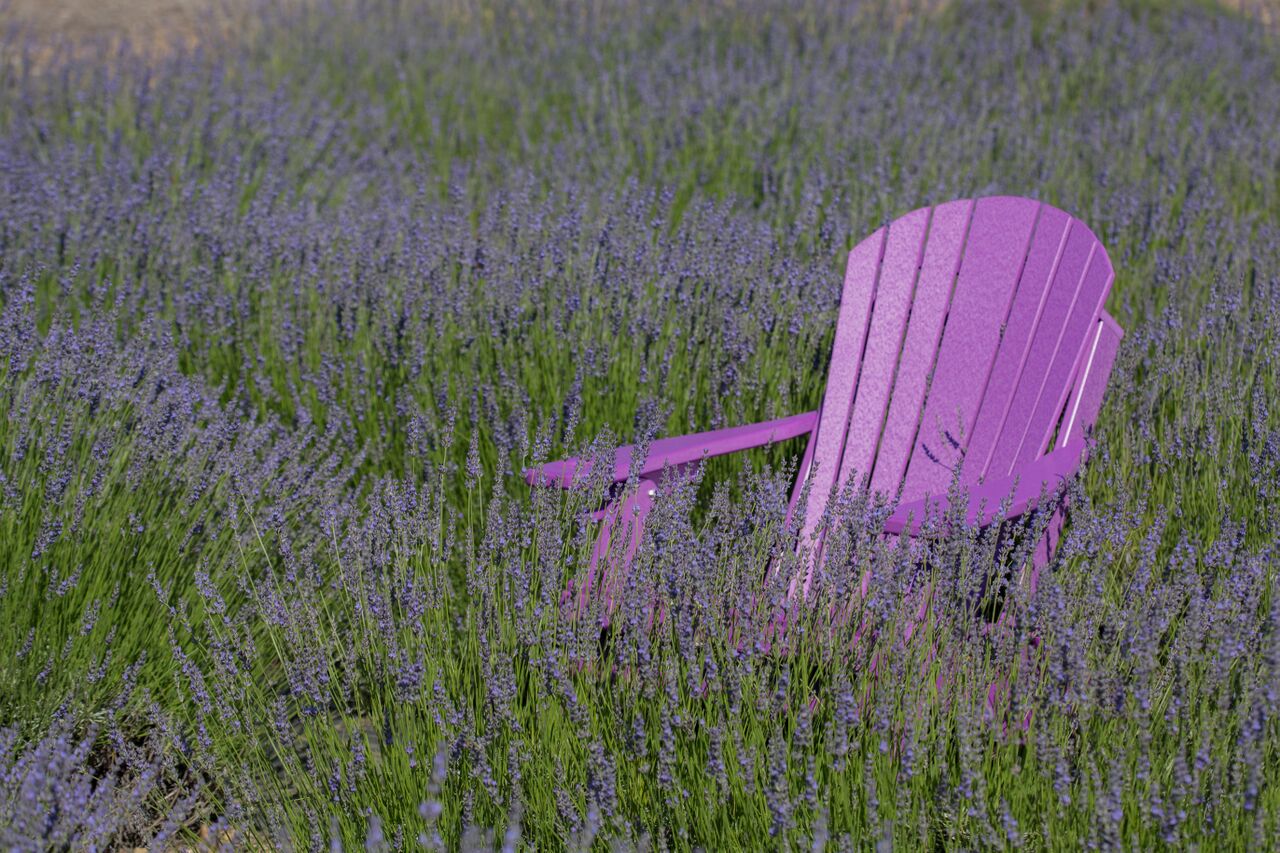 Top Sellers - Lavender By The Bay