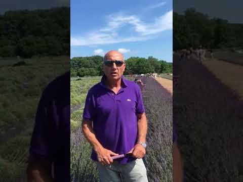 how to trim lavender bushes